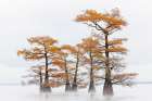 Morning mist and autumn colors on Caddo Lake, Texas. Art Print
